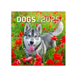 Falinaptár 2025 REAL lemez 300 x 600mm nyitva DOGS 6097